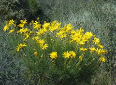 Euryops speciosissimus