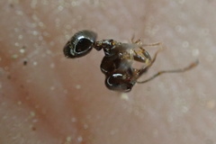 Crematogaster ashmeadi