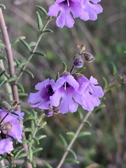 Prostanthera