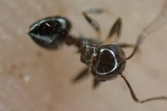 Crematogaster ashmeadi