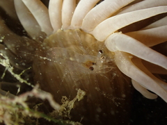 Periclimenes sagittifer