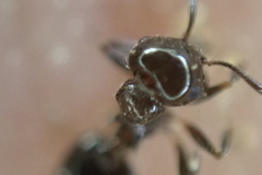 Crematogaster ashmeadi