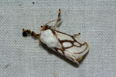 Parapluda invitabilis