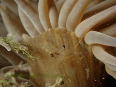 Periclimenes sagittifer