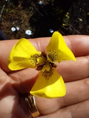 Moraea bellendenii