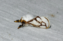 Parapluda invitabilis