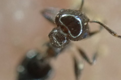 Crematogaster ashmeadi