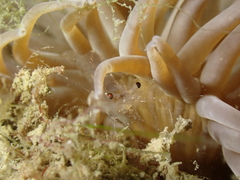 Periclimenes sagittifer