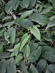 Dioscorea belophylla