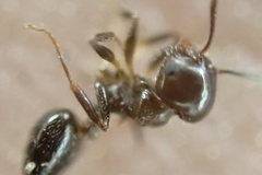 Crematogaster ashmeadi
