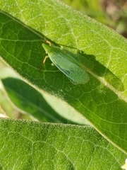 Rhynchomitra