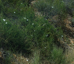 Convolvulus capensis