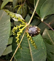 Dioscorea belophylla
