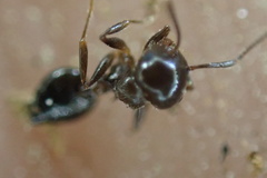 Crematogaster ashmeadi