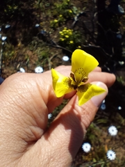 Moraea bellendenii