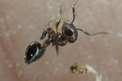 Crematogaster ashmeadi