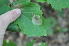 Cameraria hamameliella