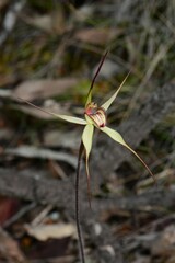 Caladenia fulva