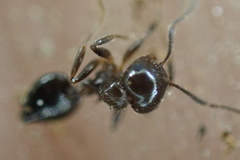 Crematogaster ashmeadi