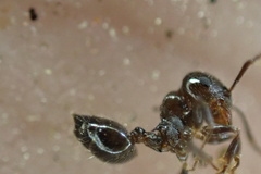 Crematogaster ashmeadi