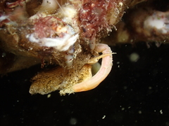 Tritia reticulata