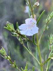 Prostanthera nivea