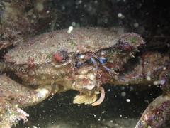 Tritia reticulata