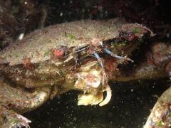 Tritia reticulata
