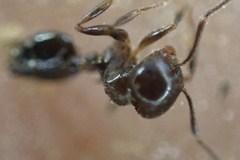 Crematogaster ashmeadi