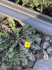 Taraxacum