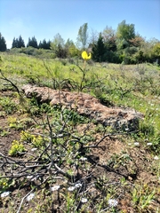 Moraea bellendenii
