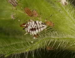 Aphis epilobiaria