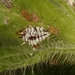 Aphis epilobiaria - Photo (c) Marie Lou Legrand, some rights reserved (CC BY-NC), uploaded by Marie Lou Legrand