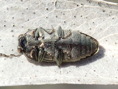 Diphucrania acuducta