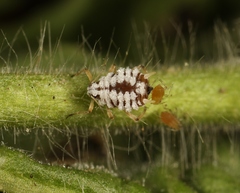 Aphis epilobiaria