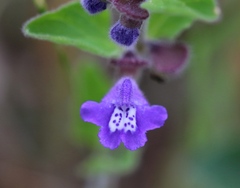 Scutellaria drummondii
