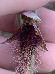Calochilus robertsonii