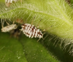 Aphis epilobiaria