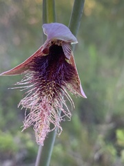 Calochilus robertsonii