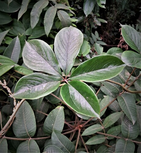 Dioscorea pentaphylla