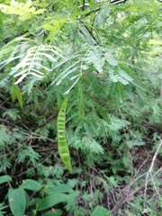 Lysiloma divaricatum