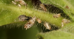 Aphis epilobiaria