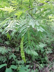 Lysiloma divaricatum