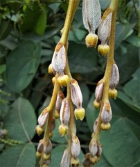 Dioscorea pentaphylla