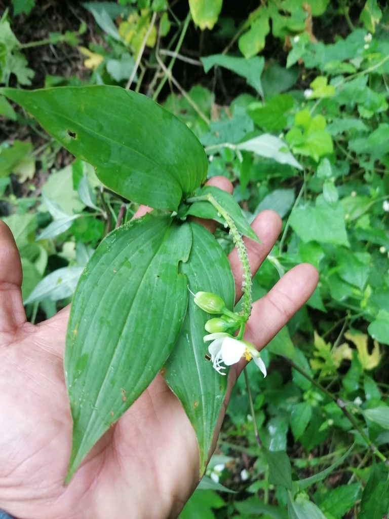 Tinantia leiocalyx