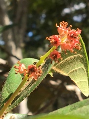 Ocotea argentea