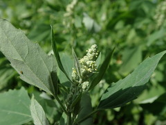 Chenopodium album