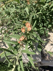 Sphaeralcea angustifolia