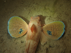 Chelidonichthys lucerna