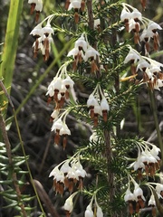 Erica penicilliformis